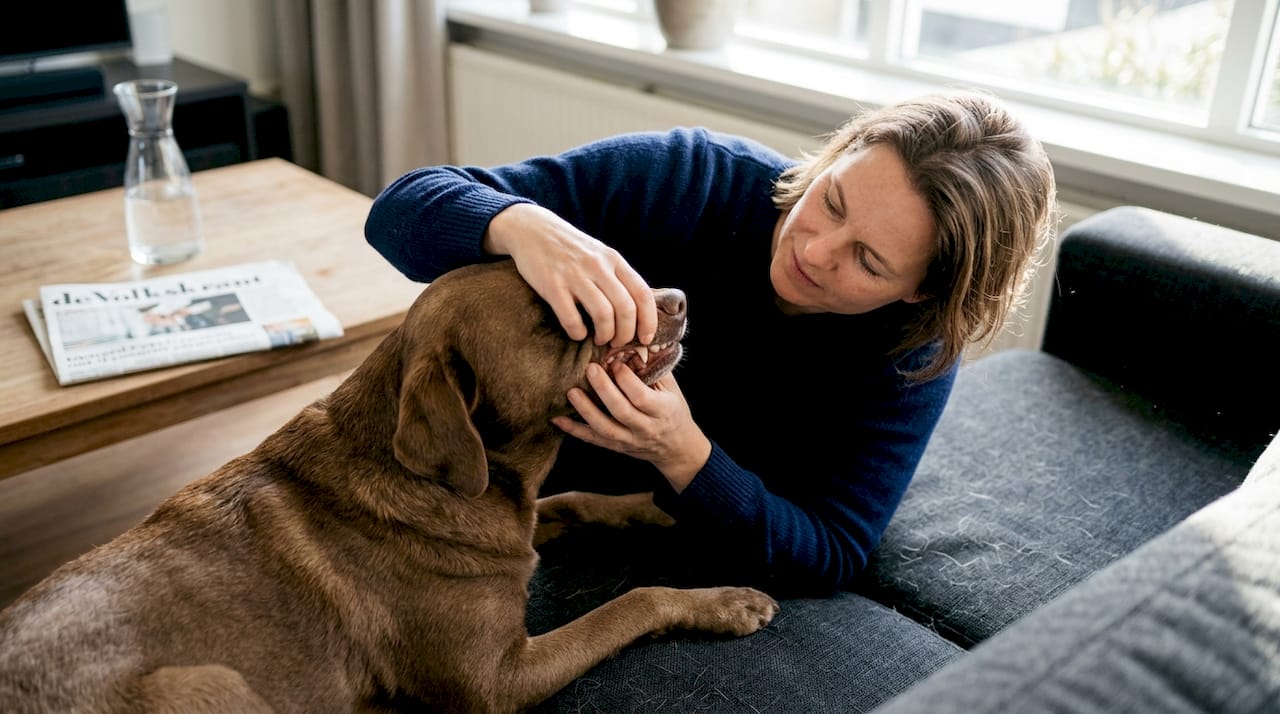De eigenaresse controleert thuis de tanden van haar hond.