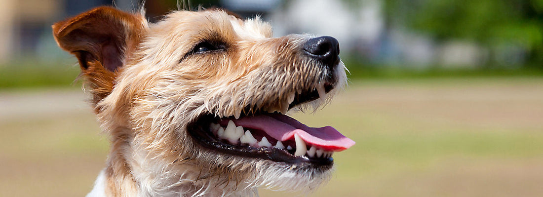 Hond met gezond gebit na gebruik van Protand tandpoeder
