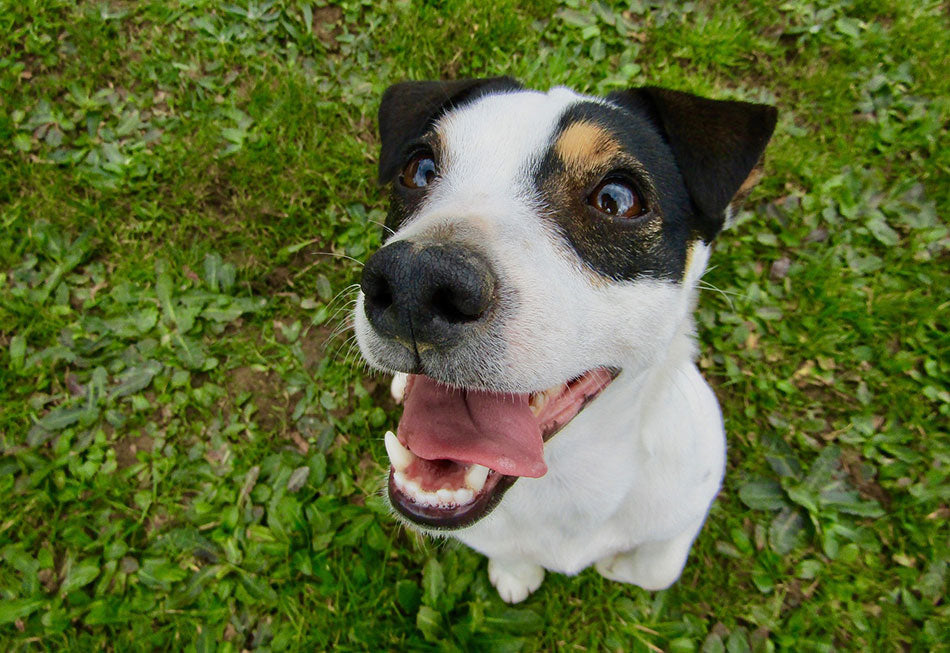 Hond met schoon gebit dankzij Protand tandpoeder