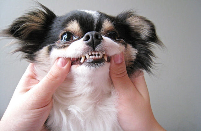 Hond met schone tanden na gebruik van Protand tandpoeder