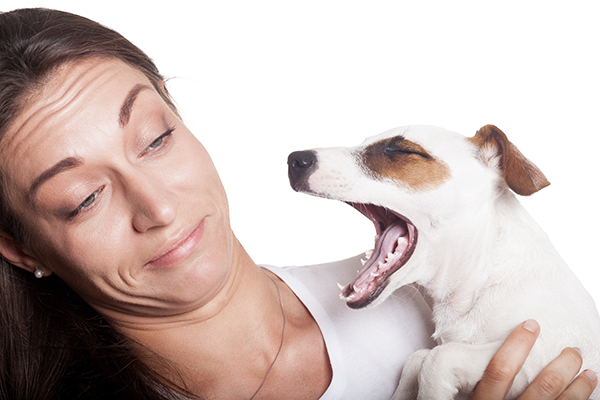 Hond met stinkende adem