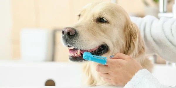 Baasje poetst tanden van hond met vingertandenborstel